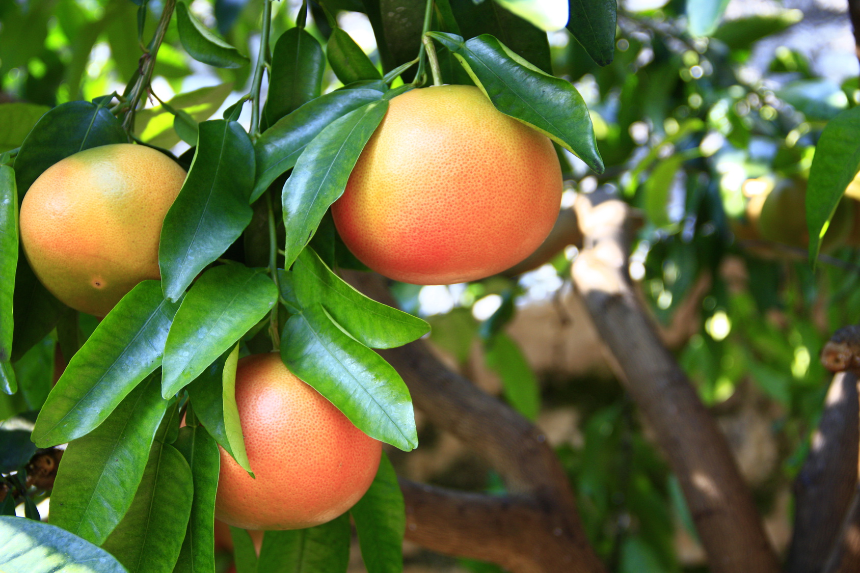reife Grapefruit-Früchte am Baum