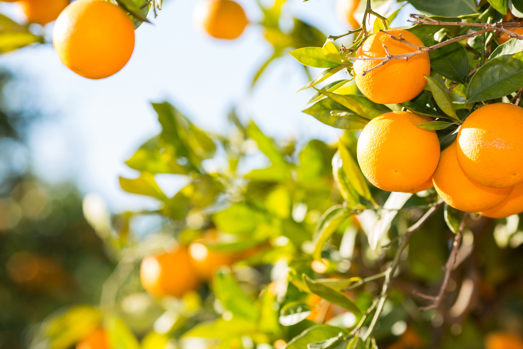 Trees with orange typical in the province of Valencia, Spain