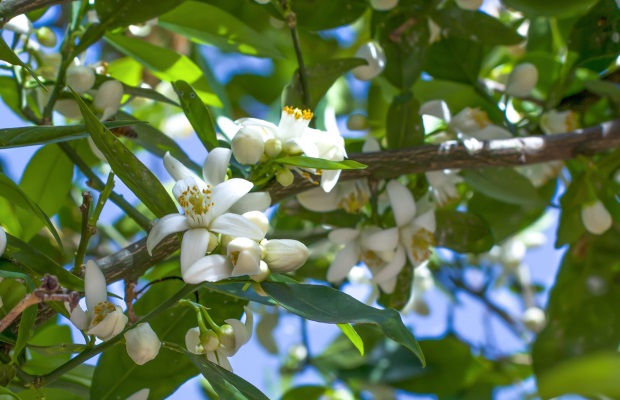 Orange branches with flowers and green leaves in the blue sky and sunlight