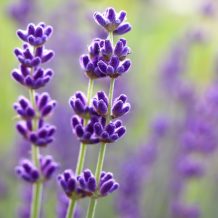 Beautiful Lavender flowers with copy space