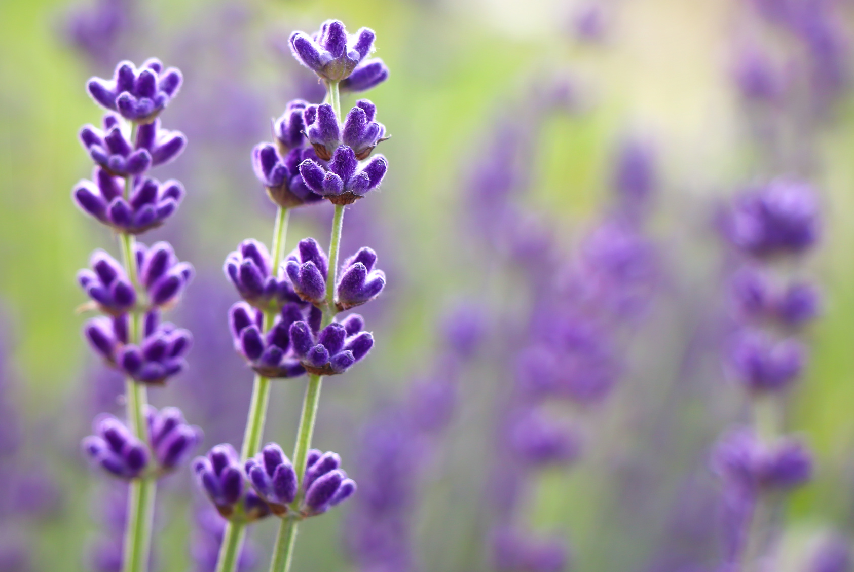 Purple lavender flowers over bright green background